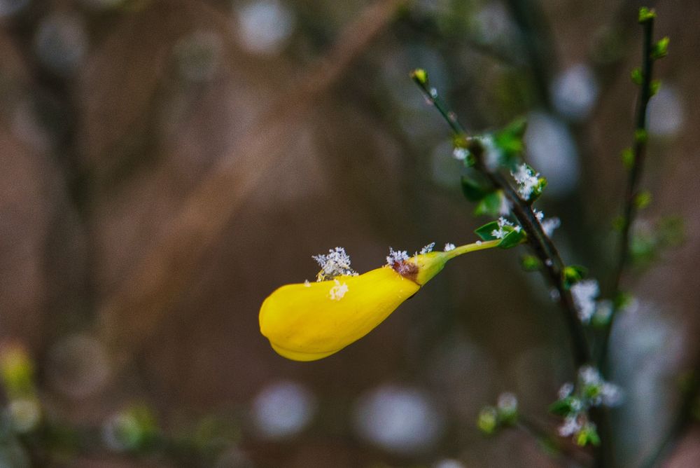 Eine Laune der Natur - woher sollen sie auch wissen ob Winter oder Sommer ist