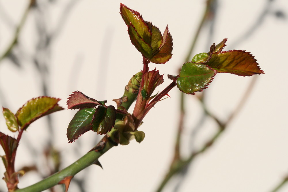 Eine Laus auf der Rose