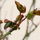 Eine Laus auf der Rose