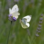 eine Lavendelblüte.......