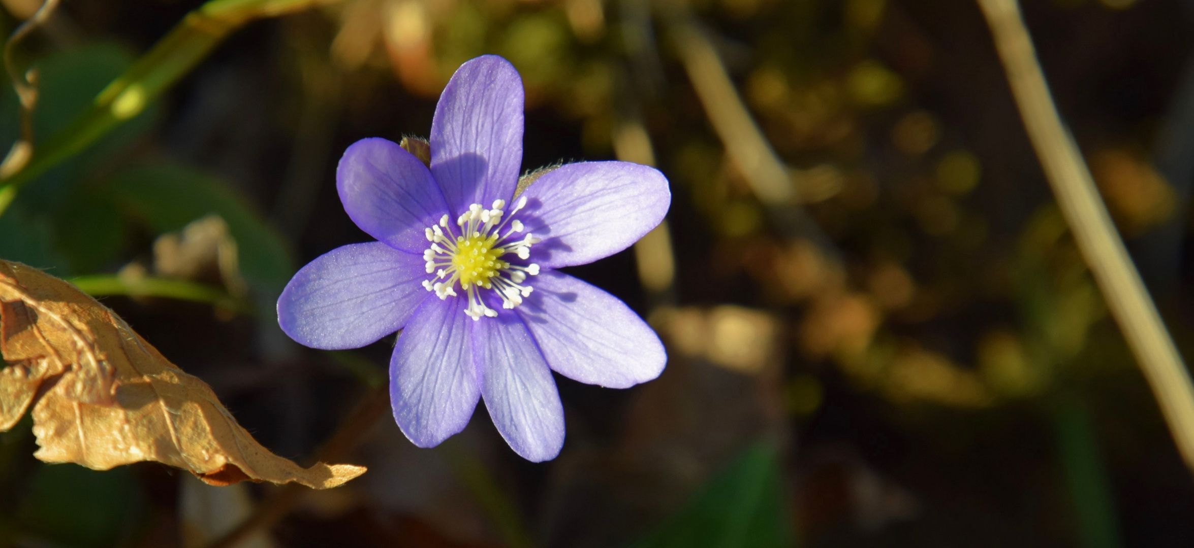 Eine Leberblümchen zum Müttertag