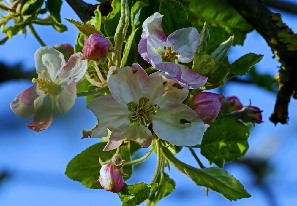 eine letzte Apfelblüte