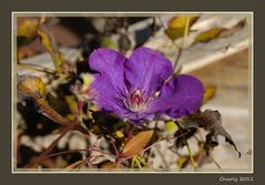 eine letzte Blüte