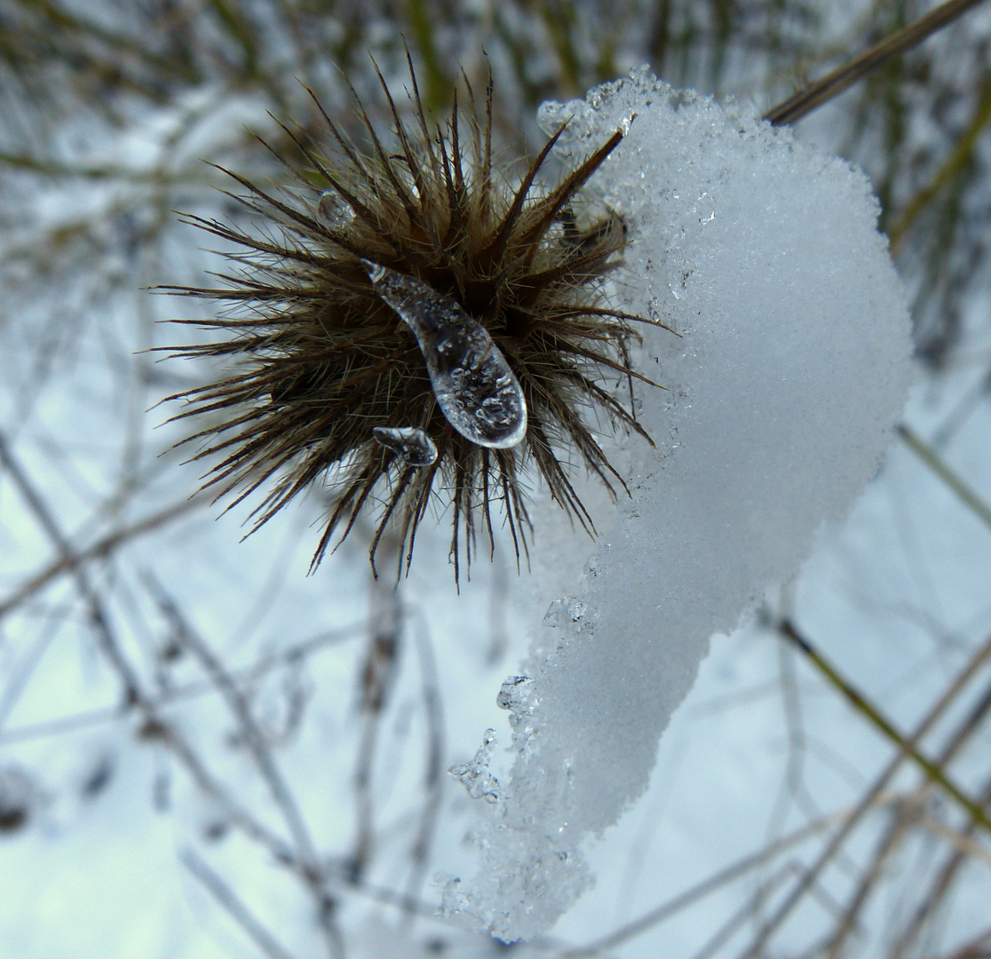 eine letzte (Eis)Träne? Doch der Frühling naht....