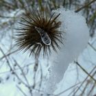 eine letzte (Eis)Träne? Doch der Frühling naht....