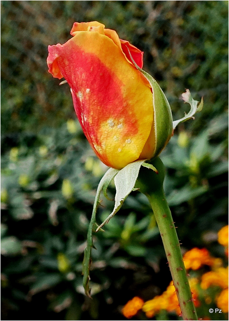 Eine letzte Gartenrose ...