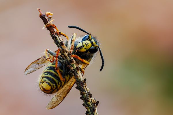 Eine letzte Herbstwespe