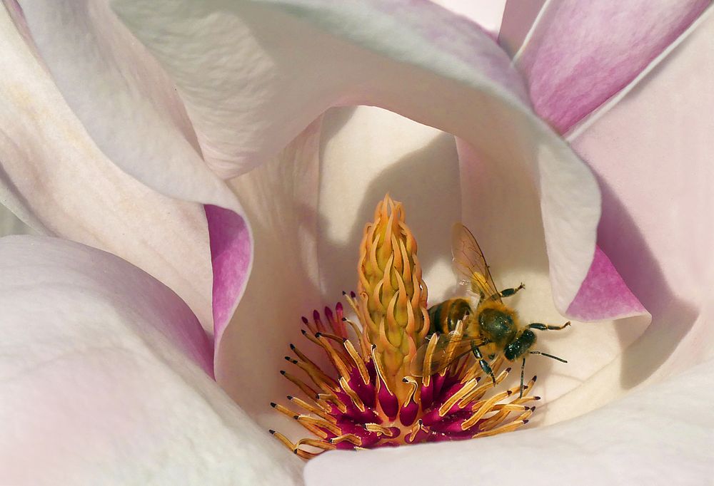 Eine letzte Magnolienblüte