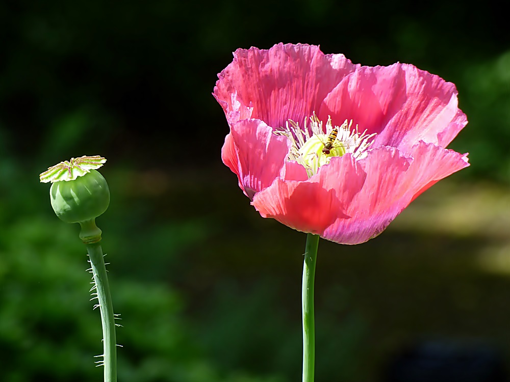 Eine letzte Mohnblüte . . .