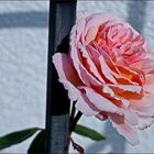 Eine letzte Rose