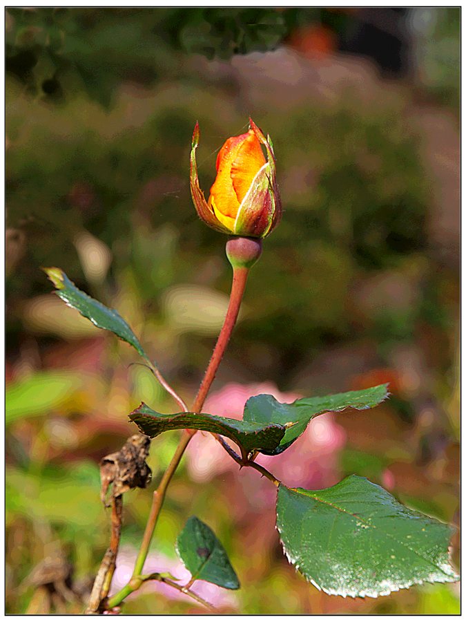 Eine letzte Rose im Herbst