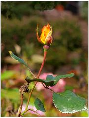 Eine letzte Rose im Herbst