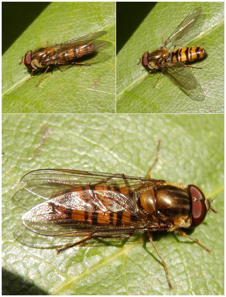 Eine letzte Schwebfliege in diesem Jahr - die Winterschwebfliege 