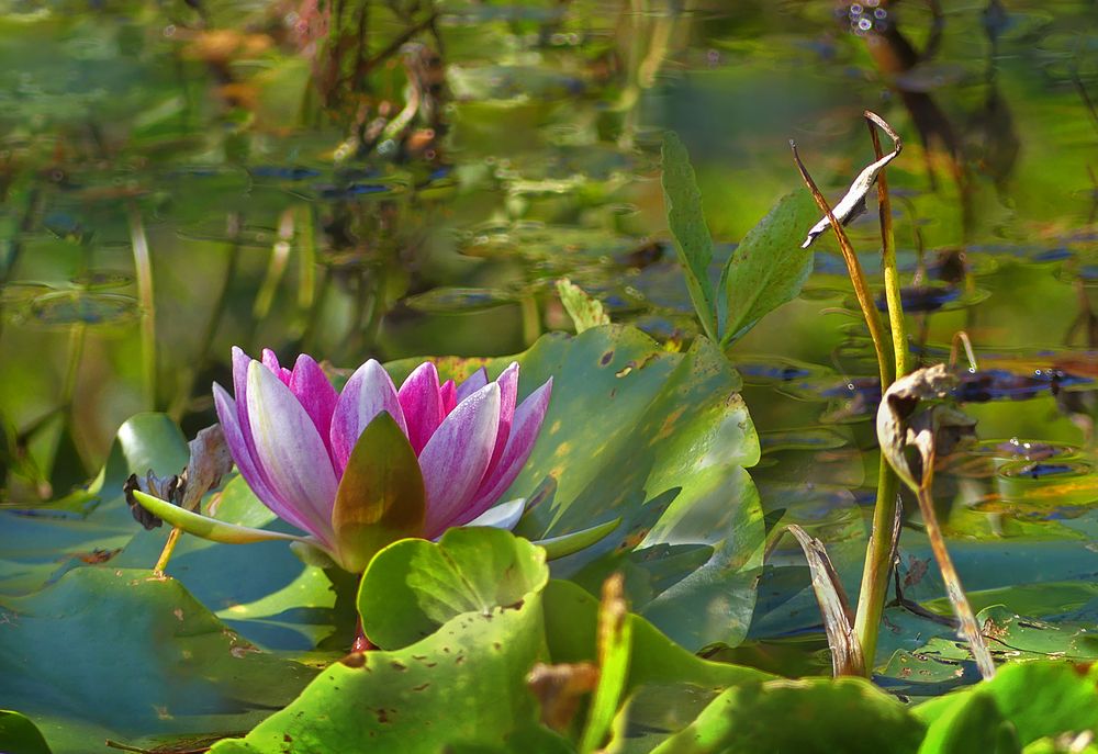 Eine letzte Seerose