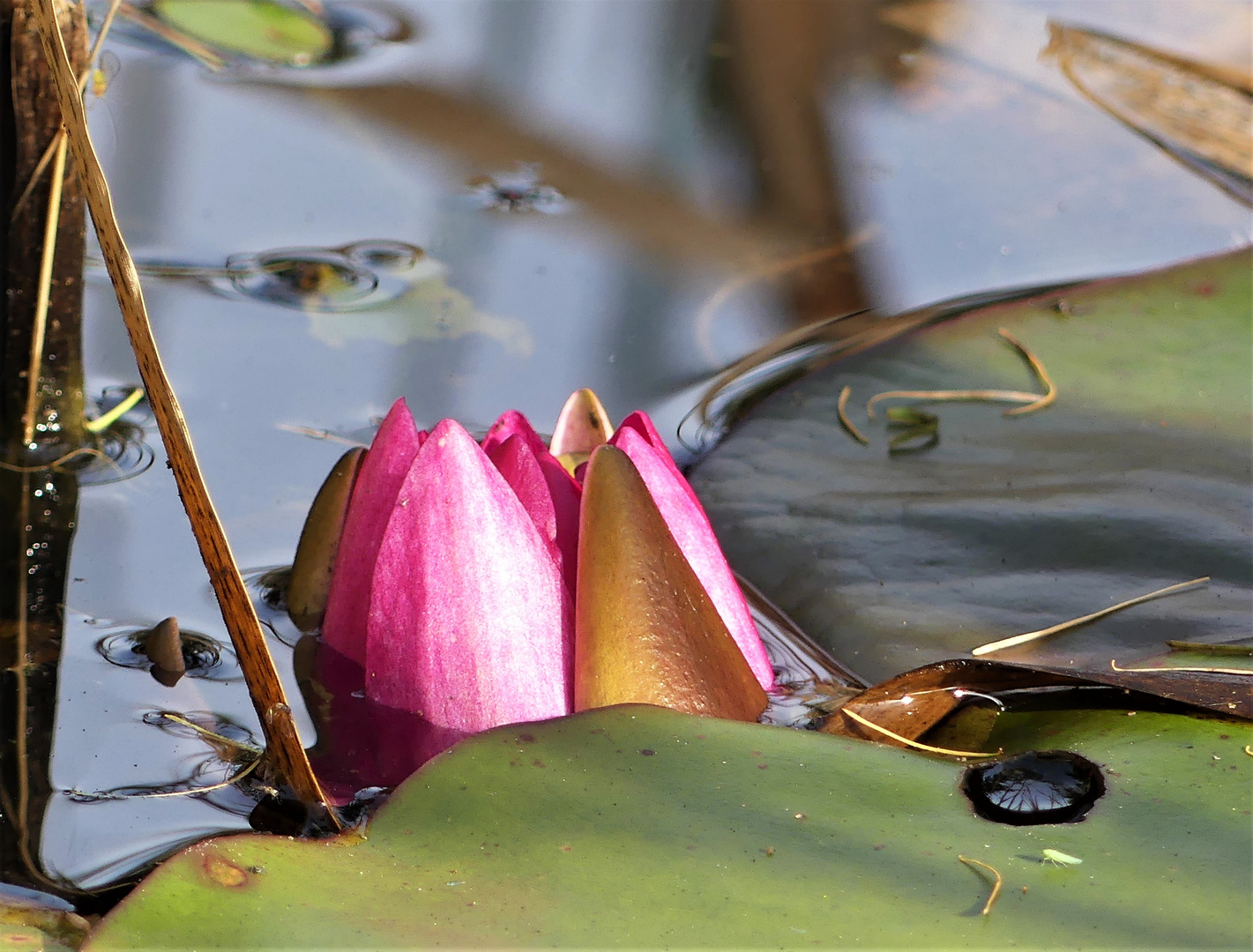 Eine letzte Seerose im kleinen Teich