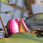 Eine letzte Seerose im kleinen Teich