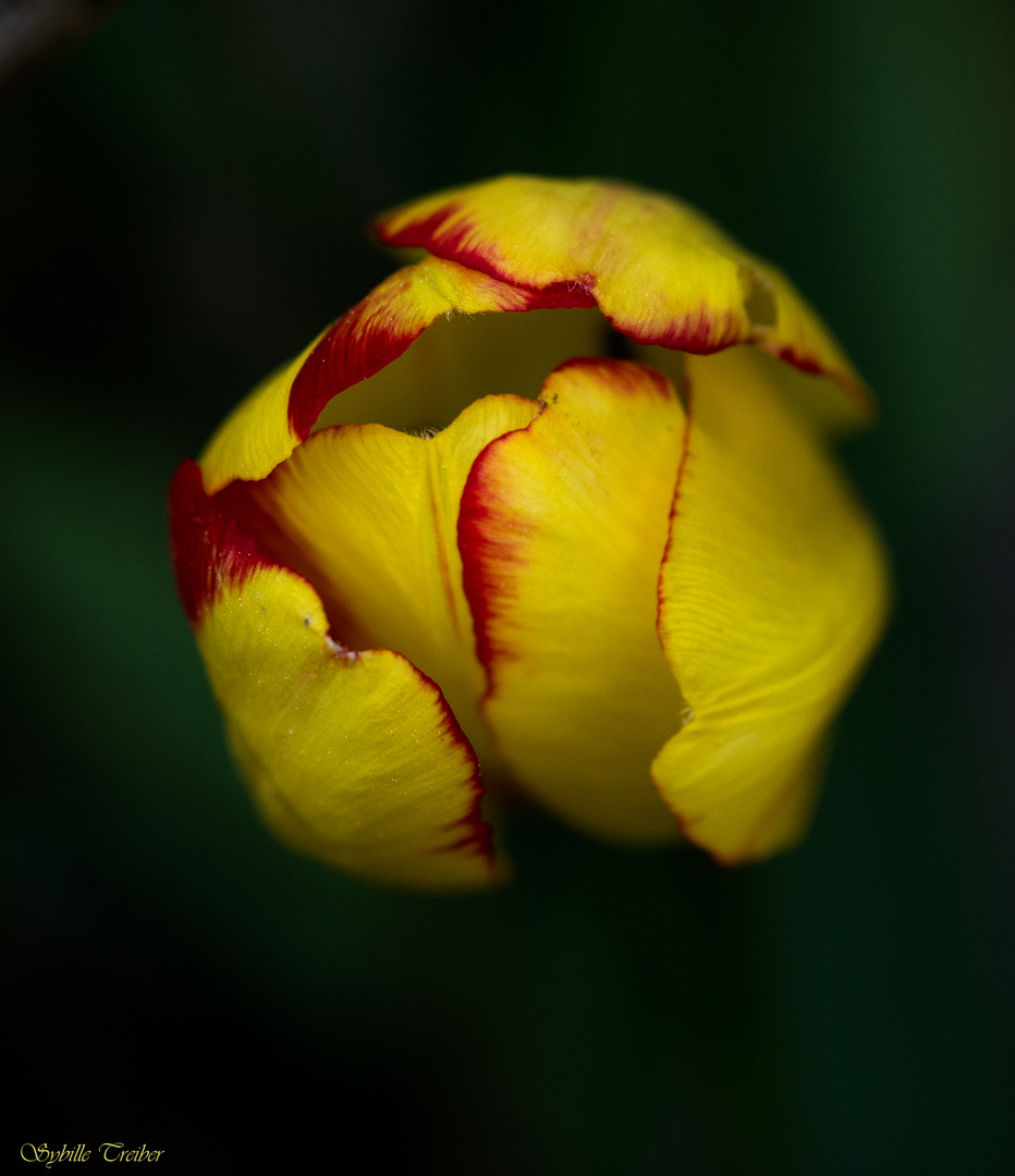 Eine letzte Tulpe