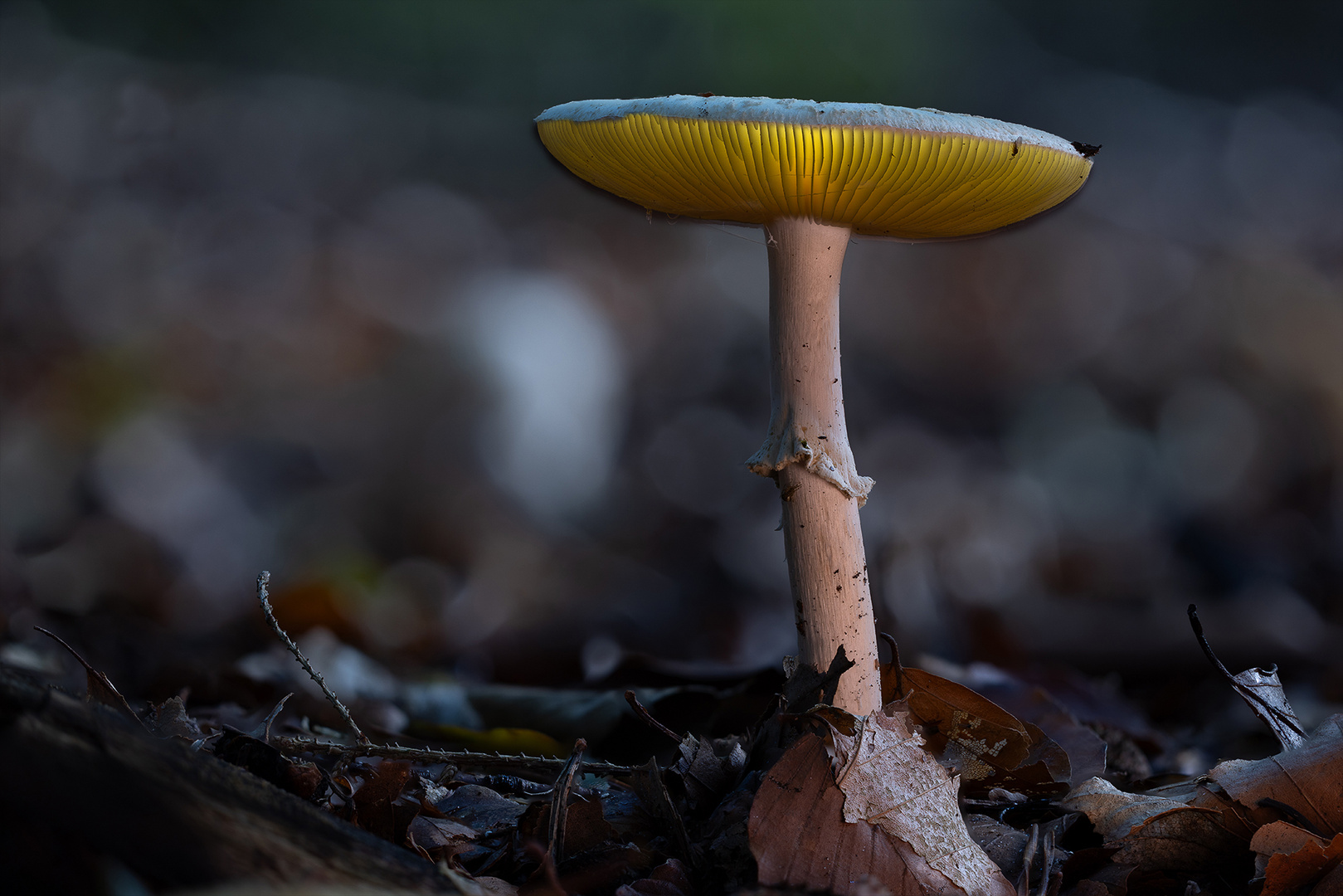 Eine Leuchte im Wald