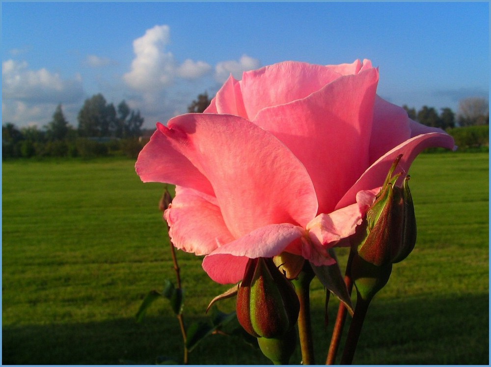 Eine leuchtende Rose