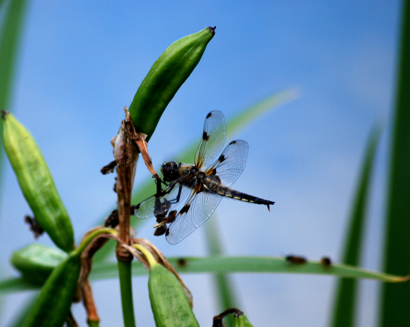 eine Libelle