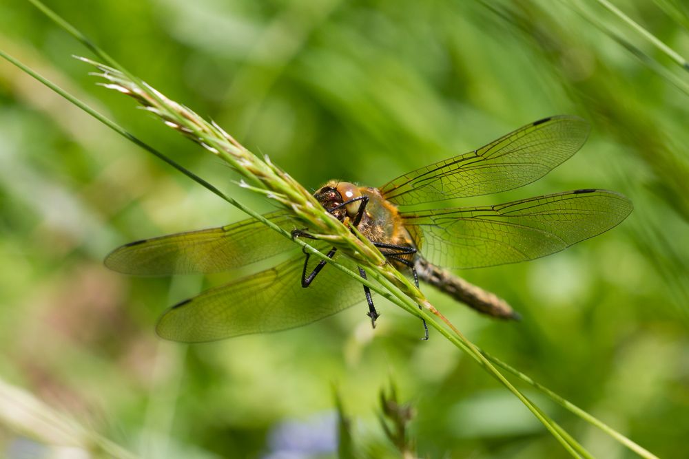 Eine Libelle...