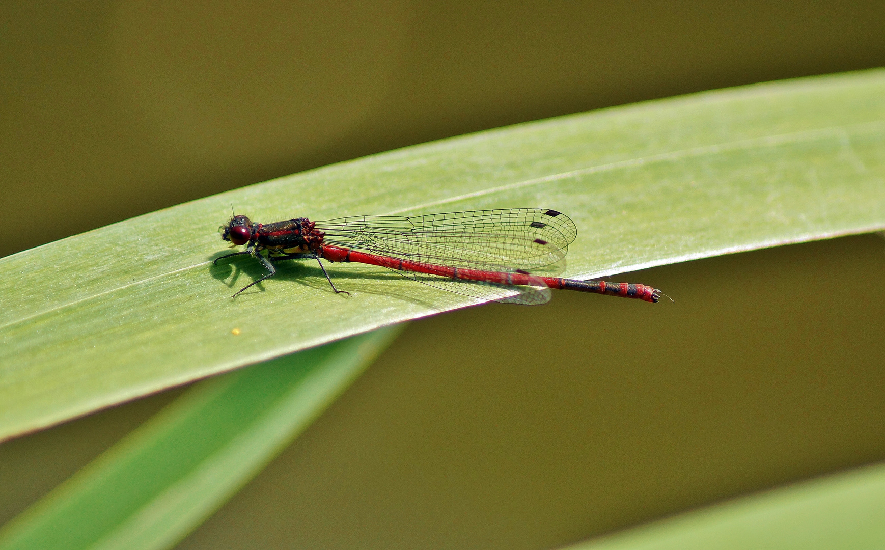 Eine ? Libelle