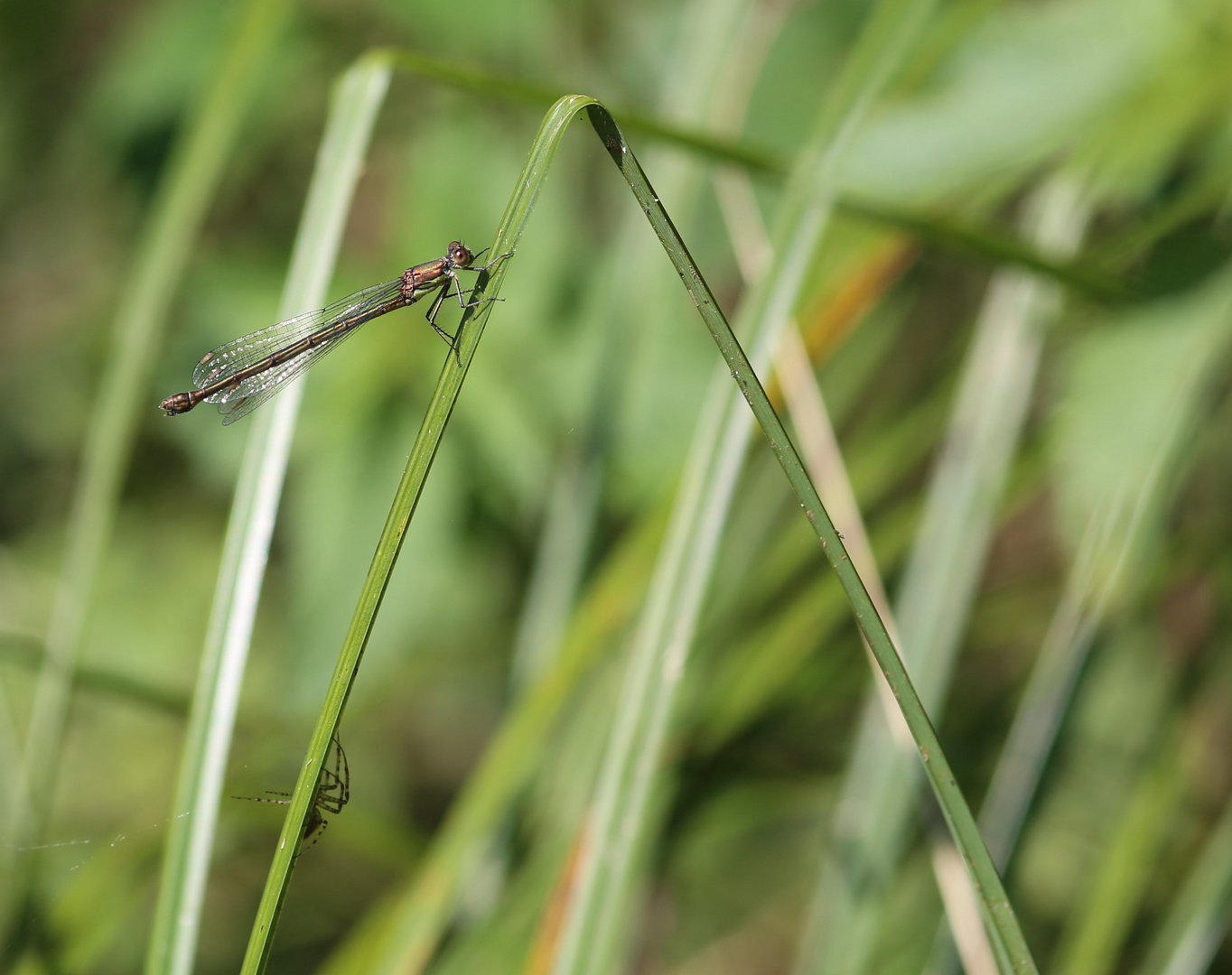 Eine Libelle