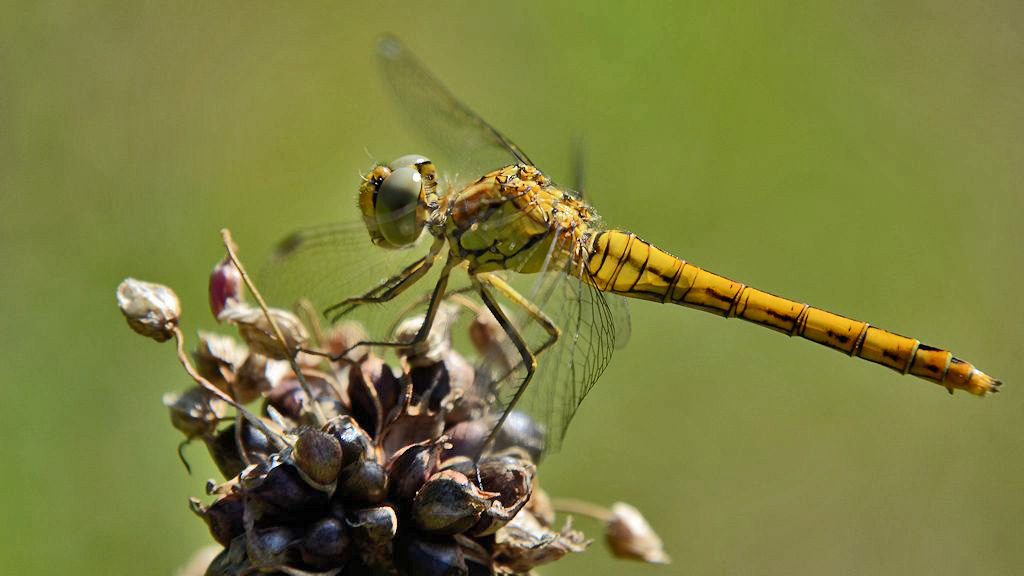 Eine .......Libelle ;-))