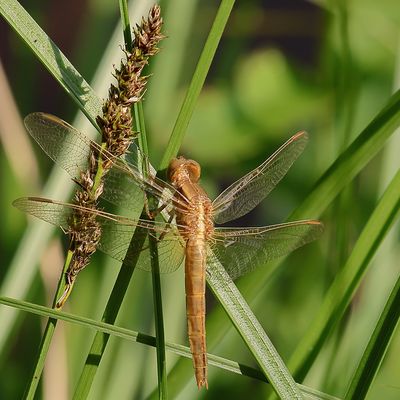 Eine Libelle beim Abhängen