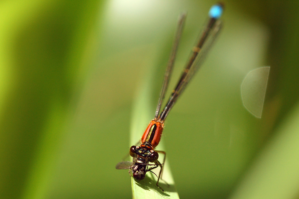 eine Libelle, eine Fliege und was davon übrig blieb