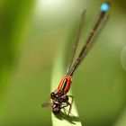 eine Libelle, eine Fliege und was davon übrig blieb