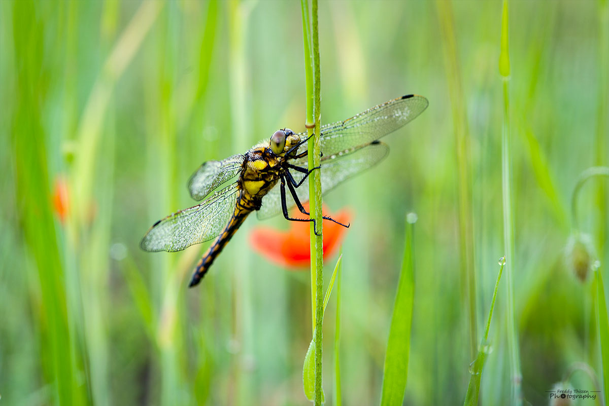 Eine Libelle im Mohnfeld.