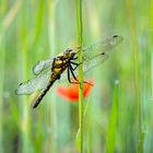 Eine Libelle im Mohnfeld.