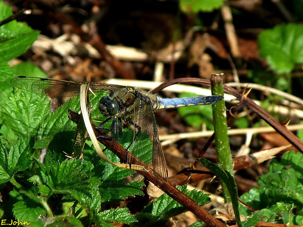 Eine Libelle in der Sonne. Plattbauch