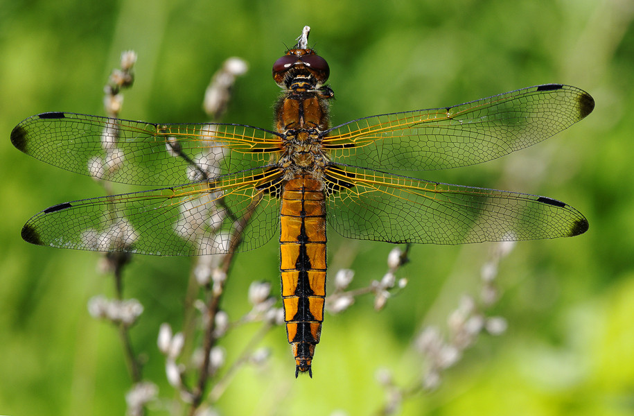 Eine Libelle in der Wüste