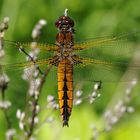 Eine Libelle in der Wüste