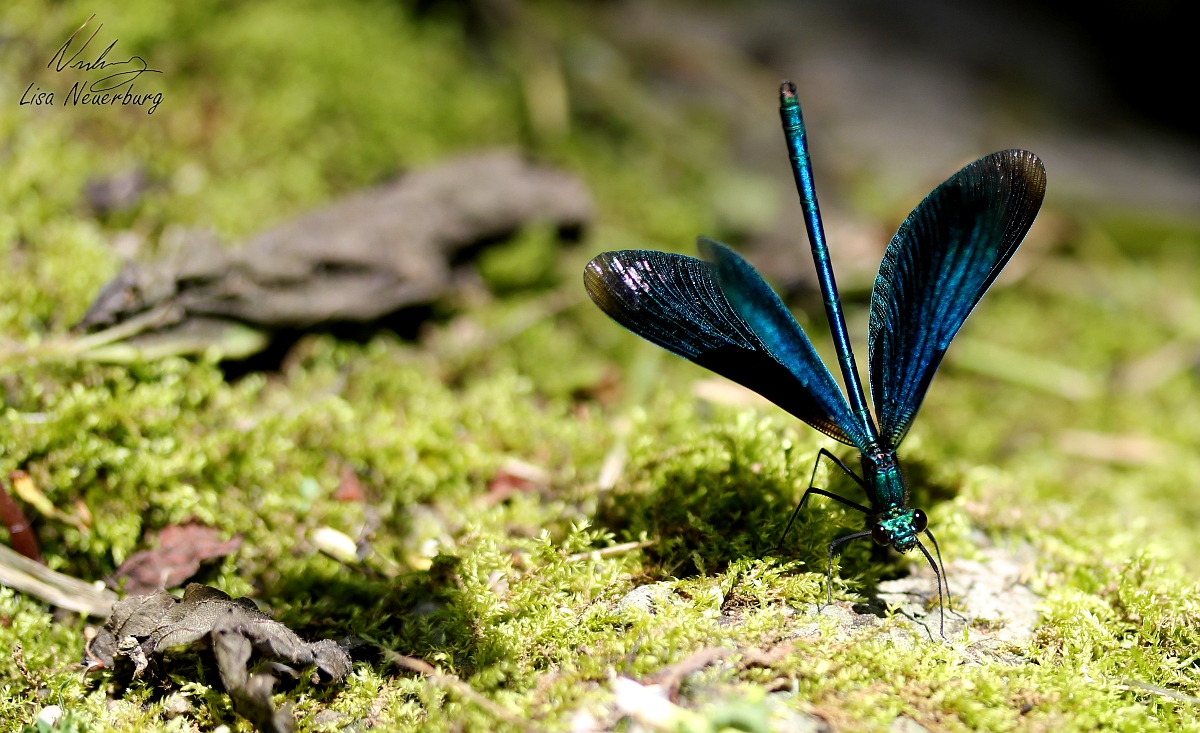 Eine Libelle in ihrer ganzen Schönheit