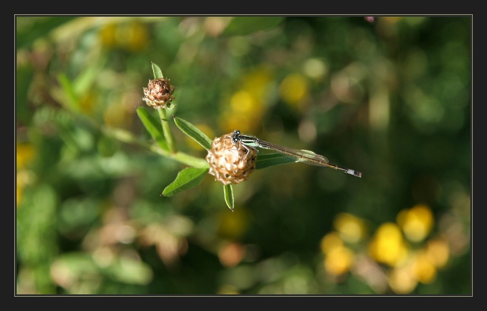 Eine Libelle in Ruhe ;-))