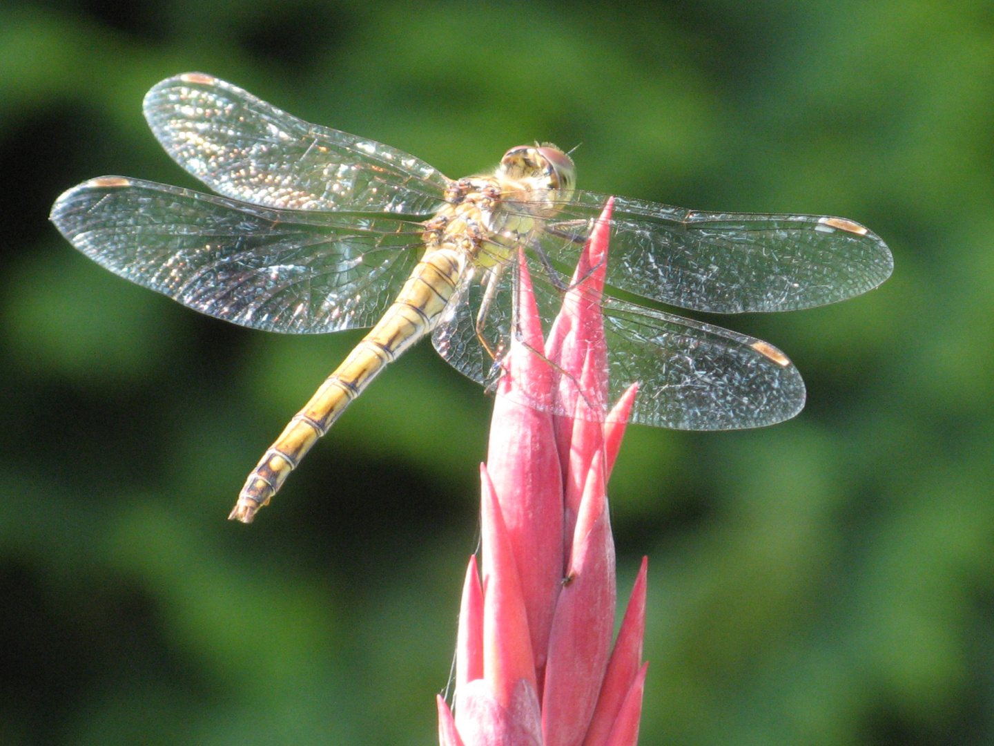 Eine Libelle in unserem Garten