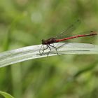 Eine Libelle sonnt sich in unserem Garten.