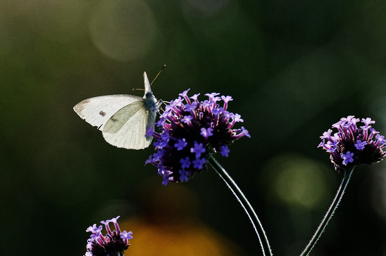 ...eine Lichtgestalt...