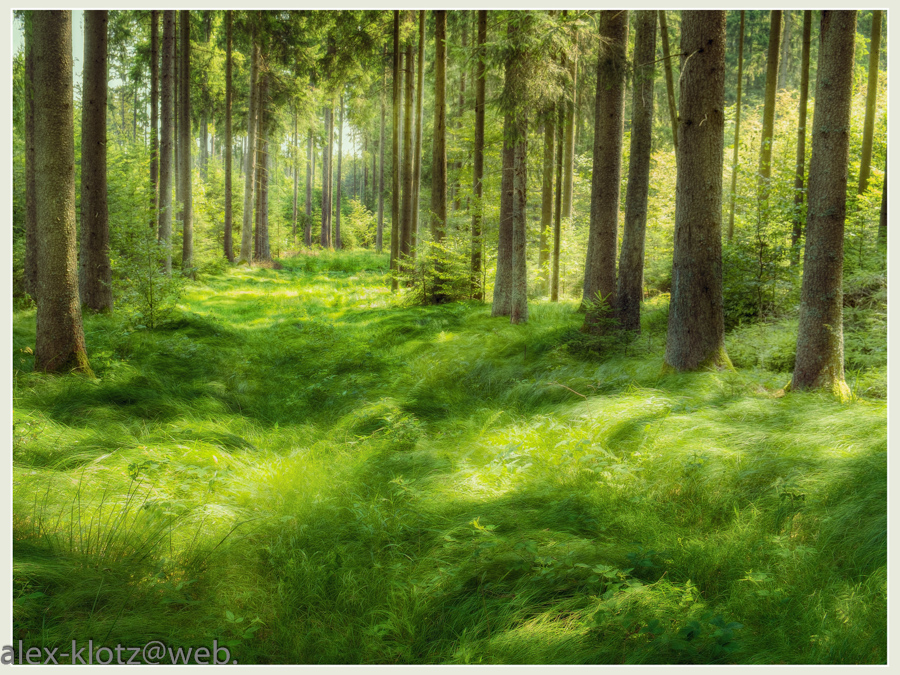 Eine Lichtstudie im Wald