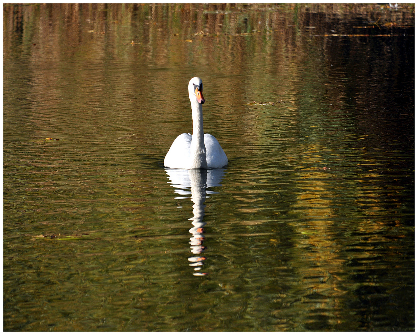 Eine Liebe vom Schwan