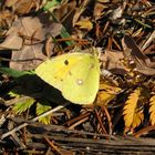 Eine lieber Colias hyale, würde Linda sagen!