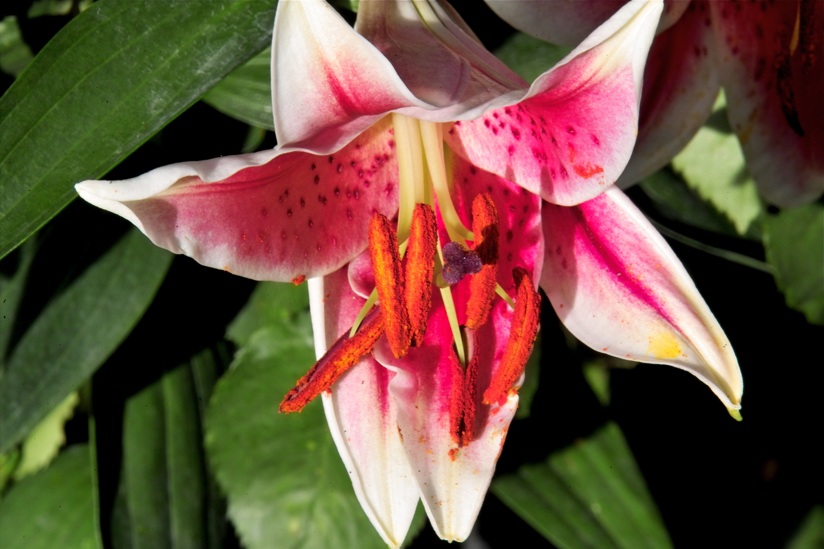 ...eine Lilien in voller Blüte....