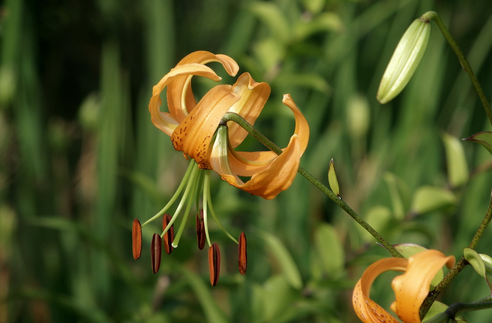 Eine Lilienblüte - wer kennt diese Lilienart?