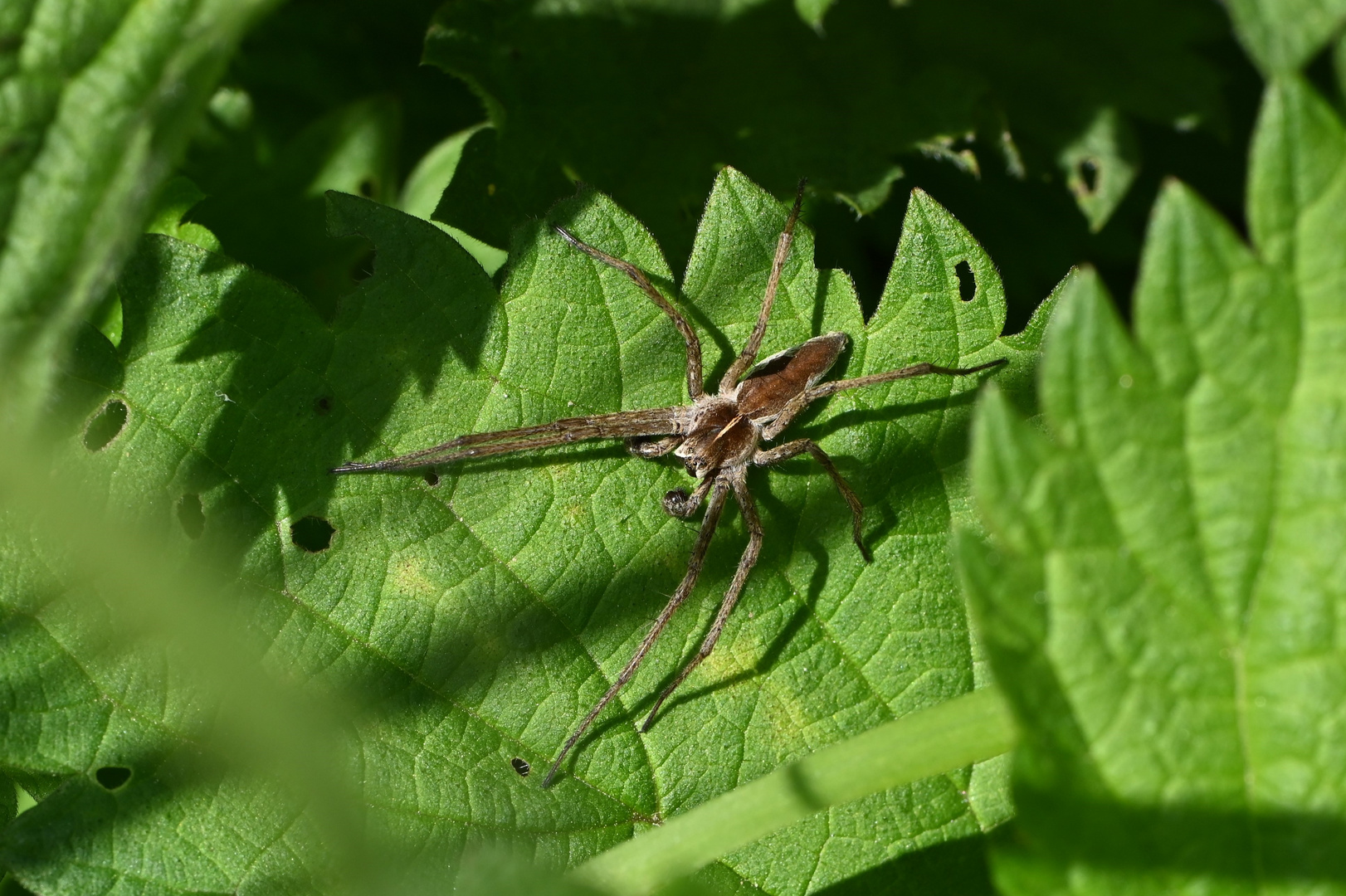 Eine Listspinne