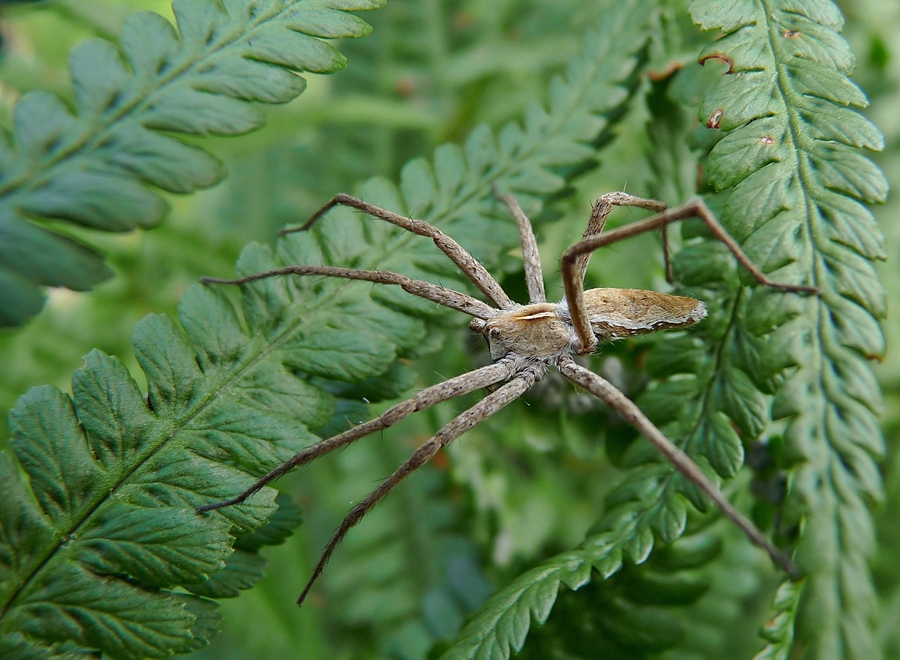 Eine Listspinne klettert im Farn....