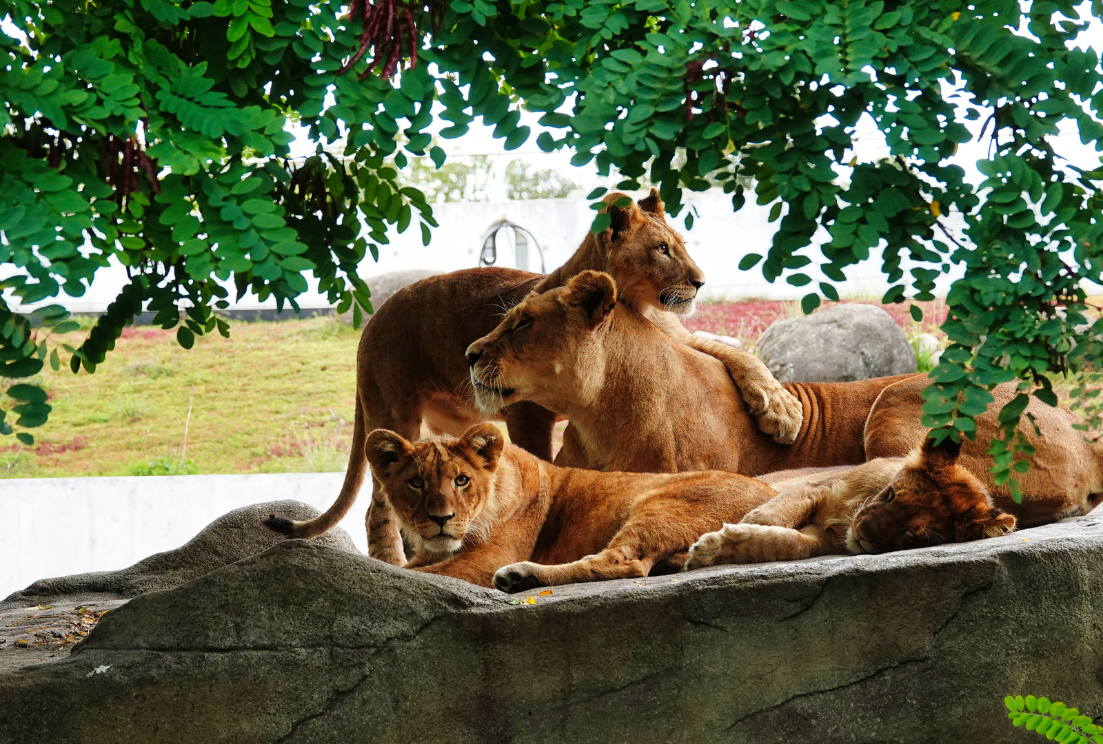 Eine Löwenfamilie 