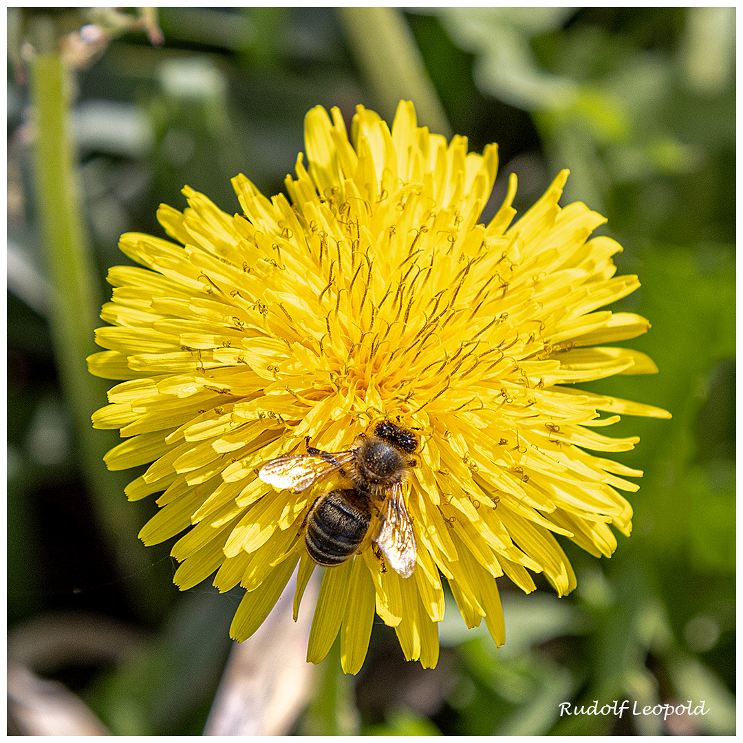 Eine Löwenzahnblüte